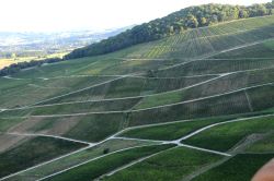 Chambres d'hôte "Le relais de la Perle" : Les vignes du Vernois